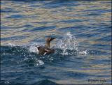 IMG_6527 Common Murre.jpg