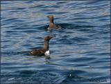 IMG_6534 Common Murre.jpg