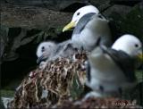 IMG_6545 Black-legged Kittiwake with chick.jpg