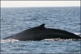 IMG_6563 Humpback Whale.jpg