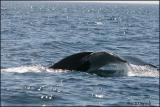IMG_6567 Humpback Whale.jpg