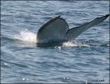IMG_6568 Humpback Whale.jpg