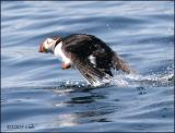 IMG_6597 Atlantic Puffin.jpg