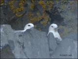 IMG_6617 Northern Fulmar.jpg