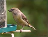 IMG_6634 Red Crossbill female.jpg