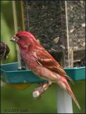 IMG_6635 Purple Finch male.jpg