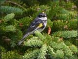IMG_6655 Yellow-rumped Warbler.jpg