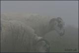 IMG_6672 Sheep in the fog at Cape St. Marys.jpg