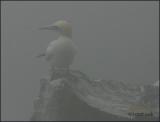 IMG_6678 Northern Gannet.jpg