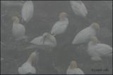 IMG_6679 Gannet colony.jpg