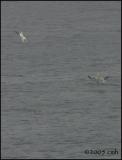 IMG_6742 Adult and Immature Gannets plunge diving.jpg
