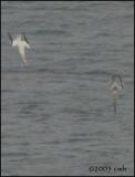 IMG_6743 Adult and Immature Gannets plunge diving.jpg