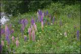 IMG_6806 Lupins.jpg