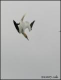 IMG_6836 Northern Gannet.jpg