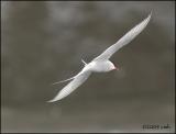 IMG_6846 Arctic Tern.jpg