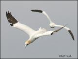 IMG_6854 Northern Gannet.jpg
