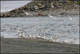 IMG_6865 Gulls feeding on Capelin at St. Vincent's.jpg
