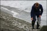 IMG_6866 Picking Capelin off the beach.jpg