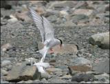 IMG_6878 Arctic Tern.jpg