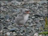 IMG_6894 Arctic Tern chick.jpg