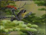 IMG_6908 Common Yellowthroat.jpg