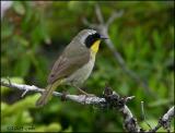 IMG_6912 Common Yellowthroat.jpg