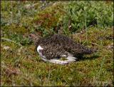 IMG_6924 Willow Ptarmigan.jpg