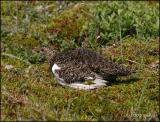 IMG_6924 Willow Ptarmigan.jpg