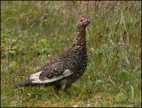 IMG_6957 Willow Ptarmigan.jpg