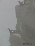 IMG_6964 Black Guillemots.jpg