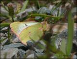 IMG_7005 Pelidne Sulphur.jpg