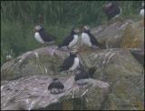 IMG_7036 Atlantic Puffins at Witless Bay.jpg