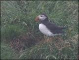 IMG_7042 Puffin at burrow.jpg