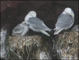 IMG_7046 Kittiwakes on the nest.jpg