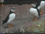 IMG_7053 Atlantic Puffins.jpg