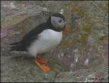 IMG_7061 Atlantic Puffin.jpg