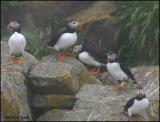 IMG_7063 Puffins.jpg