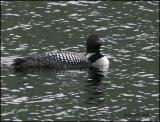 IMG_7067 Common Loon.jpg