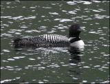IMG_7069 Common Loon.jpg