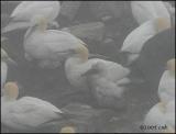 IMG_7120 Northern Gannets.jpg