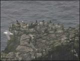 IMG_7143 Great Cormorants at Cape St. Mary's.jpg