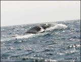 IMG_7175 Humpback Whale.jpg