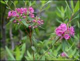 IMG_7187 Sheep Laurel.jpg