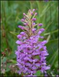 IMG_7210 Small Purple-fringed Orchis.jpg