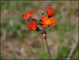 IMG_7227 Orange Hawkweed.jpg