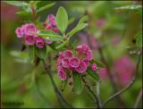 IMG_7257 Sheep Laurel.jpg