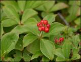 IMG_7258 Bunchberry.jpg