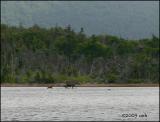 IMG_7308 Cow and Calf Moose.jpg