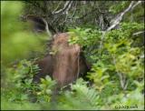 IMG_7314 Moose in the bush.jpg