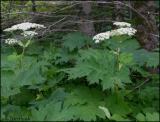 IMG_7316 Cow Parsnip.jpg